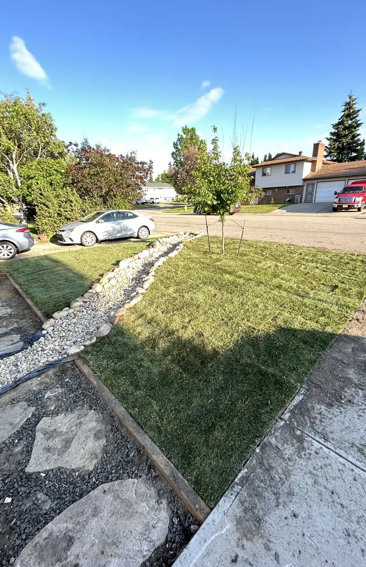 New sod laid beside a decorative rock swale and concrete walkway