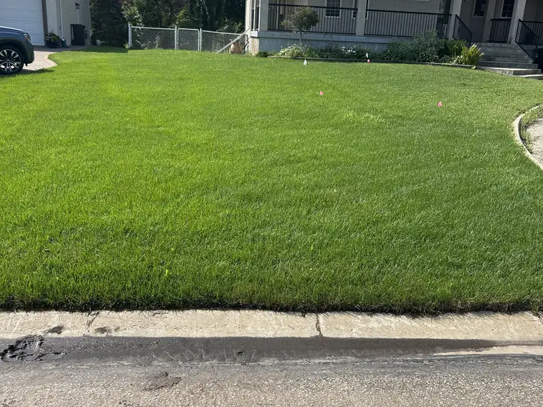 A finished, healthy front lawn at a residential property